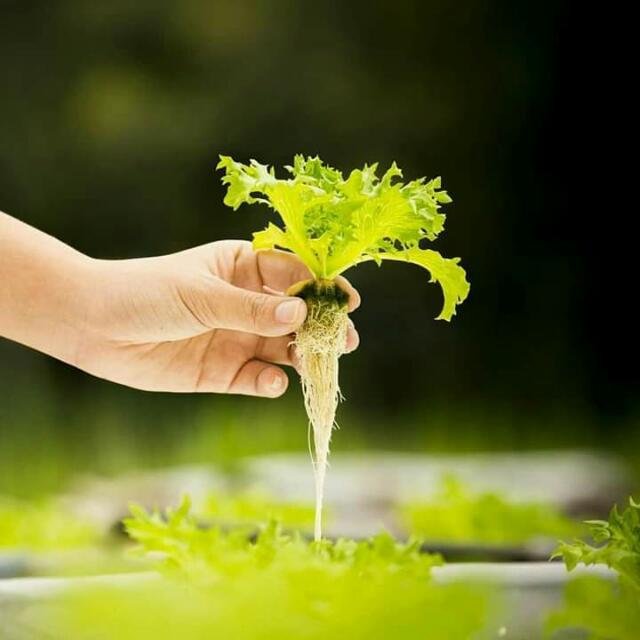 Agriculture & more 🌾🌾 WhatsApp Group