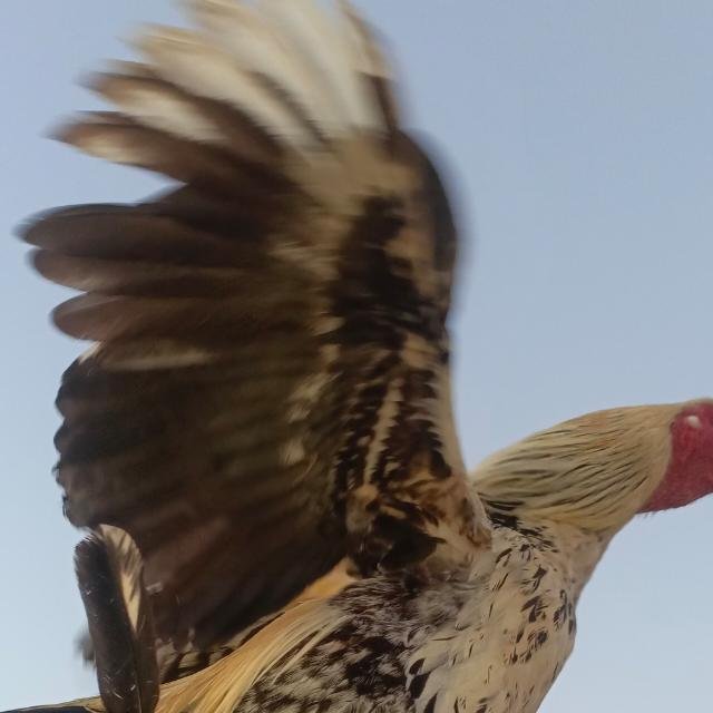 Aseel Group Mianwali🥰 WhatsApp Group