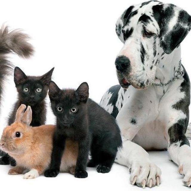 நாய் 🐶 கோழி🐓 முயல்  வாங்க  மற்றும் விற்பனைக்கு WhatsApp Group
