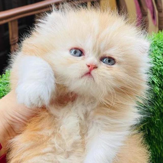 Hamza cats club 🐈 WhatsApp Group